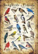 Songbirds of Florida poster print