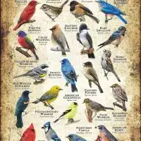 Songbirds of Florida poster print