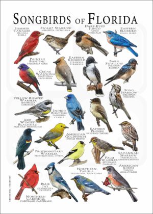 Songbirds of Florida poster print
