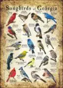 Songbirds of Georgia poster print