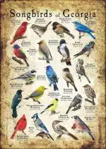 Songbirds of Georgia poster print