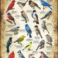 Songbirds of Georgia poster print