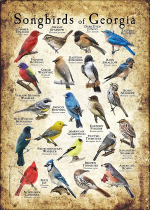 Songbirds of Georgia poster print