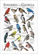 Songbirds of Georgia poster print