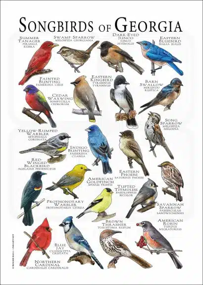 Songbirds of Georgia poster print