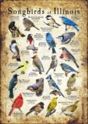 Songbirds of Illinois poster print