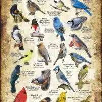 Songbirds of Illinois poster print