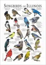 Songbirds of Illinois poster print