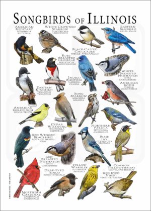 Songbirds of Illinois poster print