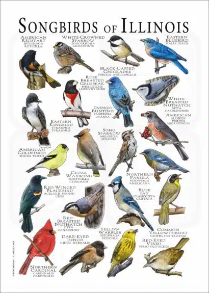 Songbirds of Illinois poster print
