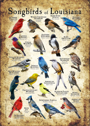 Songbirds of Louisiana poster print