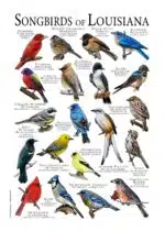 Songbirds of Louisiana Poster Print - Image 2