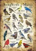 Songbirds of Maine poster print