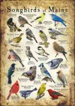 Songbirds of Maine poster print