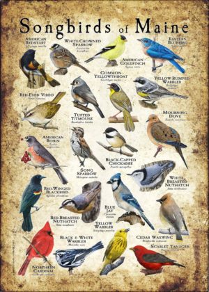 Songbirds of Maine poster print