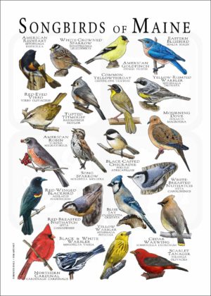 Songbirds of Maine poster print