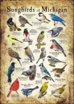 Songbirds of Michigan poster print