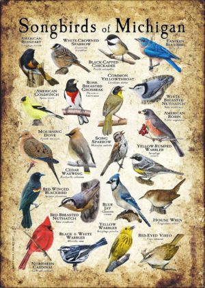 Songbirds of Michigan poster print
