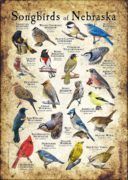 Songbirds of Nebraska poster print