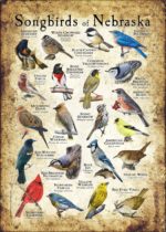 Songbirds of Nebraska poster print