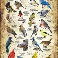 Songbirds of Nebraska poster print
