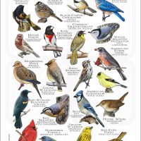 Songbirds of Nebraska poster print