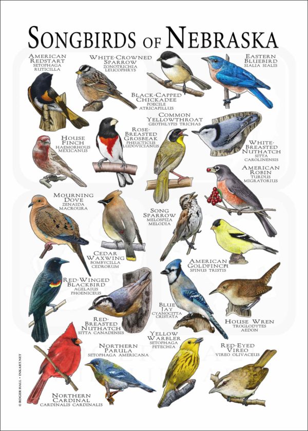 Songbirds of Nebraska poster print