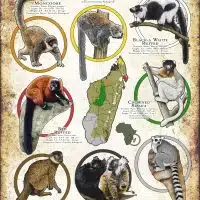 Species of Lemur infographic poster