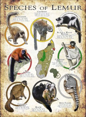 Species of Lemur infographic poster