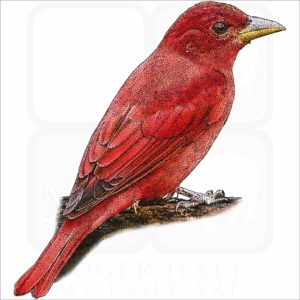 Summer Tanager illustration