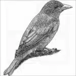 Summer Tanager