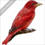 Summer Tanager stock image