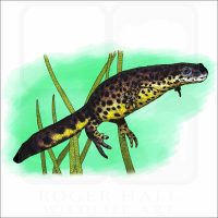 Texas Black-Spotted Newt illustration