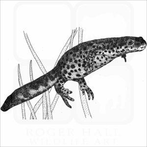 Texas Black-Spotted Newt