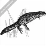 Texas Black-Spotted Newt