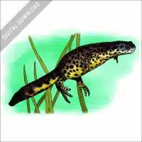 Texas Black-Spotted Newt stock image