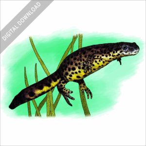 Texas Black-Spotted Newt stock image