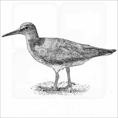 Wandering Tattler
