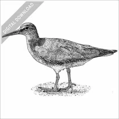 Wandering Tattler
