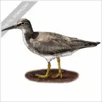 Wandering Tattler stock image