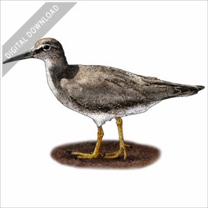 Wandering Tattler stock image
