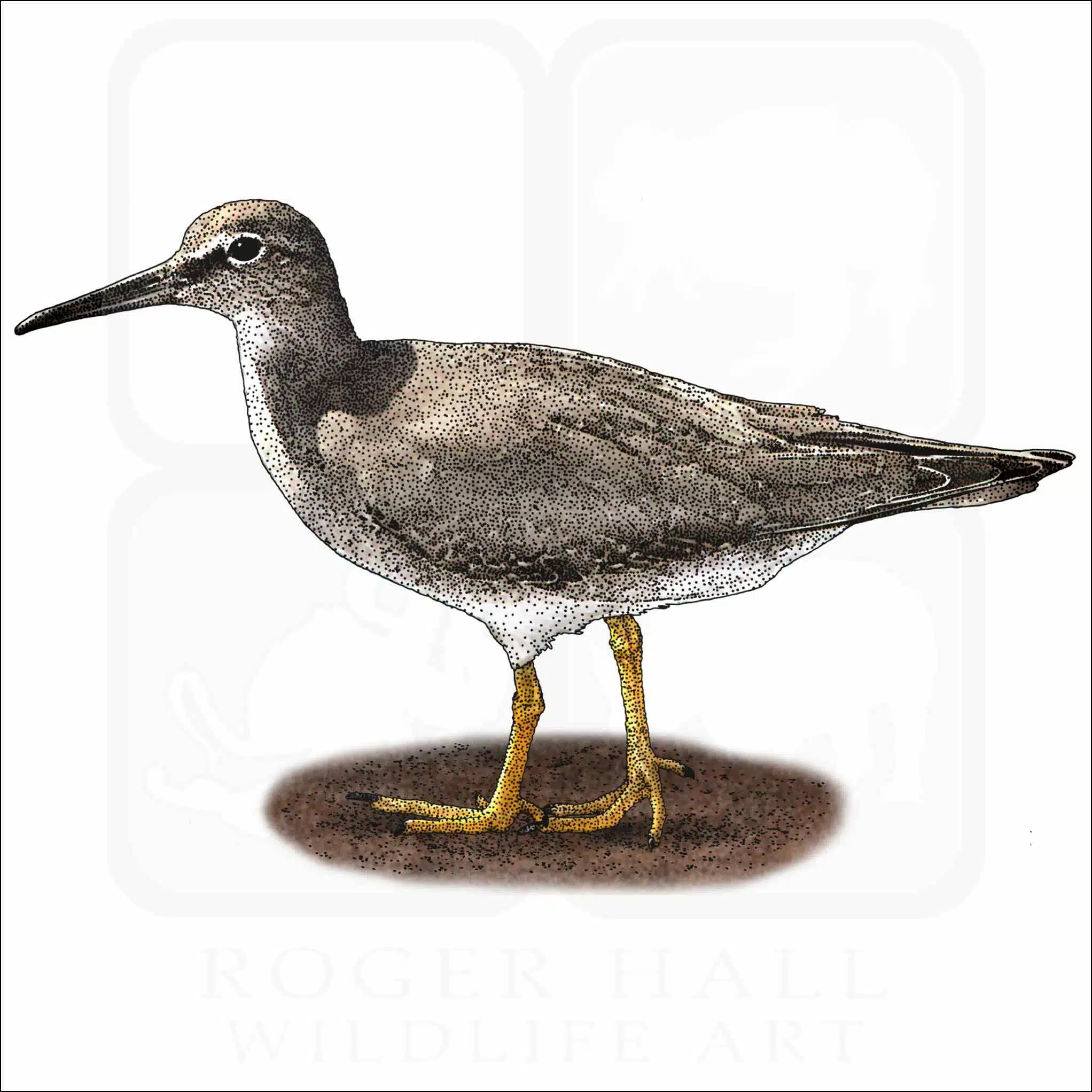Wandering Tattler Wandering Tattler illustration