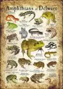 Amphibians of Delaware poster print