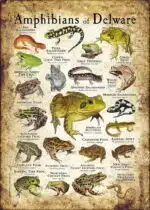 Amphibians of Delaware poster print