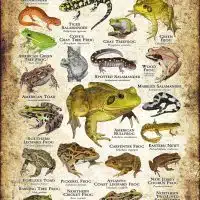 Amphibians of Delaware poster print