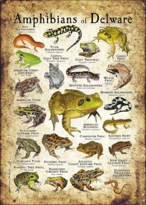 Amphibians of Delaware poster print