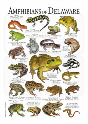 Amphibians of Delaware poster print