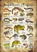Amphibians of Virginia poster print