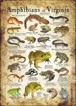 Amphibians of Virginia poster print