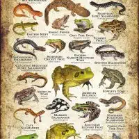 Amphibians of Virginia poster print